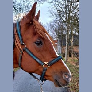 Het verhaal van Armando (de Mooie)