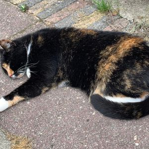 Een ontspannen dier heelt sneller